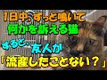1日中、ずっと鳴いて何かを訴える猫がいる すると、友人が「流産したことない？」と聞いてきたので・・【猫の不思議な話・朗読】