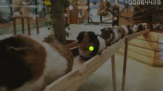 Guinea Pig Bridge [Reform's Expert] +DT 99.07% FC screenshot 5