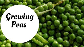 How To Grow Peas From Sowing To Harvest In Pots Ireland