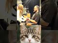#funny #anime #cat