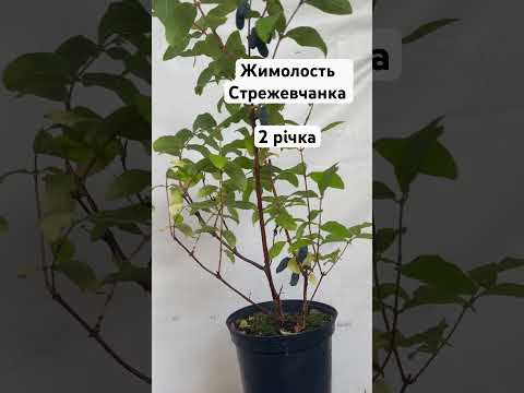 Жимолость Стрежевчанка 2 річка рання по терміну, видео 1