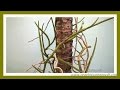 #Орхидея Ванда Терес (Vanda Teres) Пересадка орхидеи и черенкование. #Доминикана.