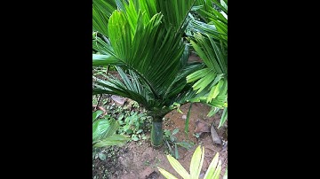 Bán cau cau lùn F1 0977973535