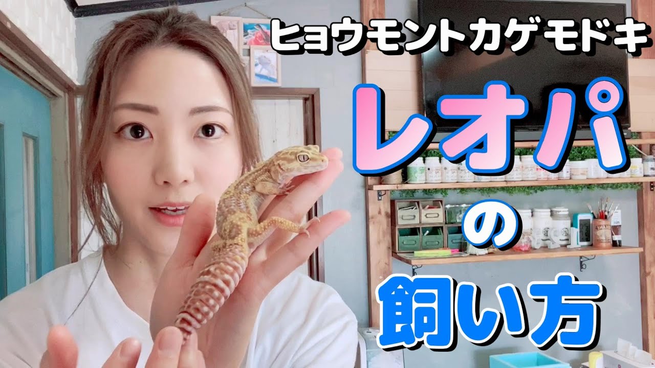 レオパの飼い方をご紹介します。