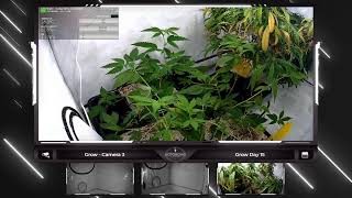 🔴 From Seed to Bud: Join our Continuous Grow Show - Legal Live Cannabis Cultivation around the Cl…