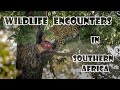 Wildlife encounters in southern Africa