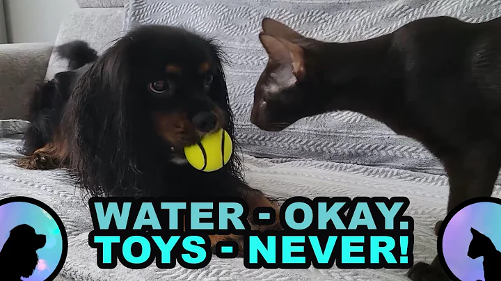 Watch the video about Cavalier Dog vs Oriental Cat