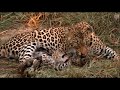 SafariLive Jan 18 - Thandi s cub never gets tired.