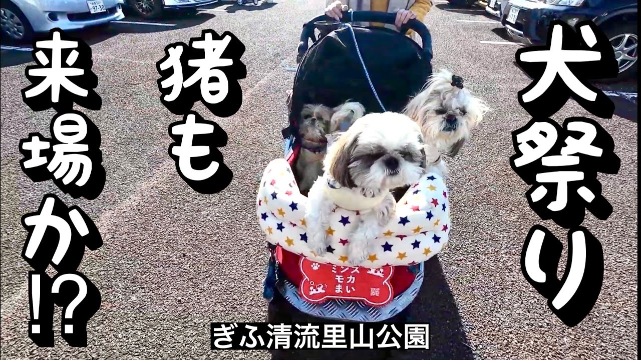 シーズー３匹、久しぶりのイベント参戦！犬祭り＠ぎふ清流里山公園で大はしゃぎ！公園に猪が出たって情報も！？