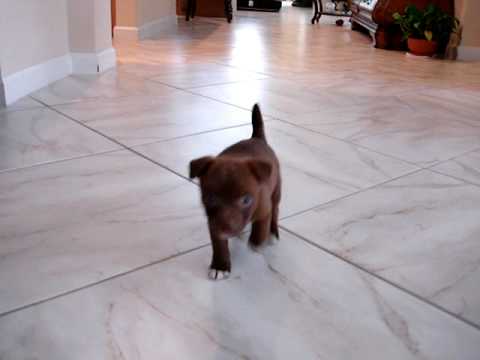 Pete at 8 weeks