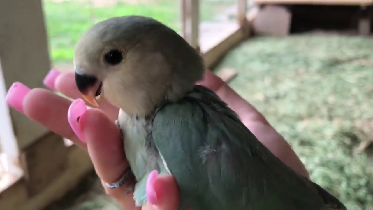 Baby Love Birds YouTube