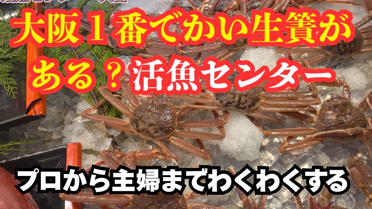 大阪　新鮮な鮮魚が安い活魚センター大昌　プロから主婦までわくわくする
