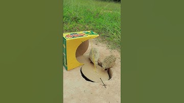 Great Underground Quail Trap Using Cardboard and Hole #shorts