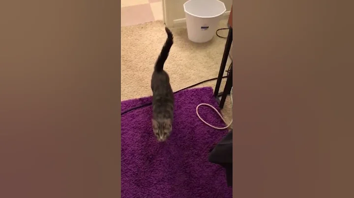 Training my cat to sit