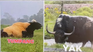 Tumpang Chal Thlahřang Leh Yak Pachal