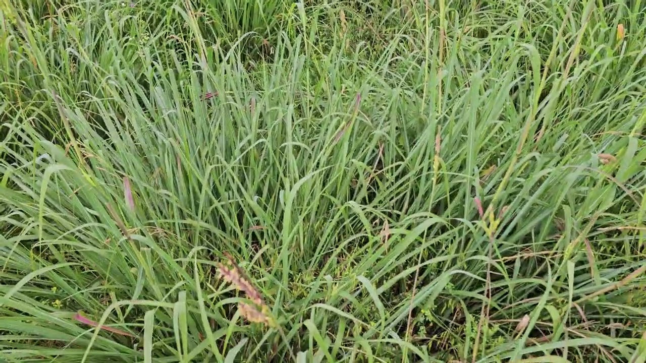 Must see big Blue stem field . Beautiful Pasture!!!!!!!