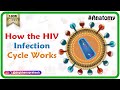 How the HIV Infection Cycle Works - Animated microbiology