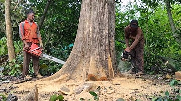 daily work Cut the best and most expensive teak trees with Husqvarna 395 XP Chainsaw