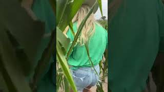 Catch It In The Corn