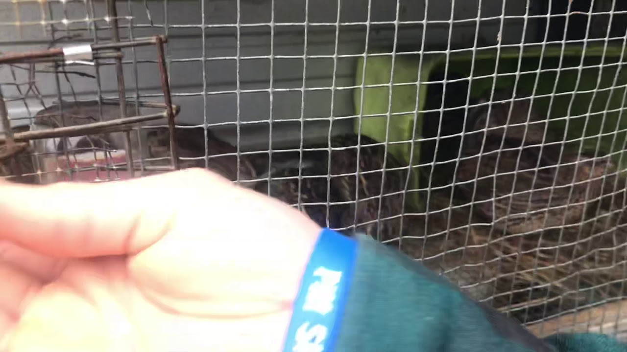 Distinguishing between male and female Coturnix quail YouTube