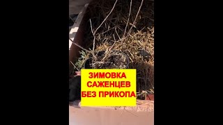 ЗИМОВКА САЖЕНЦЕВ БЕЗ ПРИКОПА