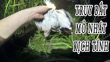 Săn bắt chim đêm tập 1 săn mỏ nhát rẽ giun truy lùng mỏ nhát giữa đêm kịch tính đến nghẹt thở