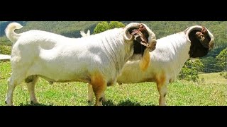 Boer Keçisi Özellikleri / Boer Goat / Keçi Irkları / Goat Breeds