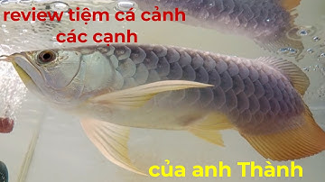  Tham Quan Tiệm Cá Cạnh Của Anh Thành có 50 loại cá cảnh rất là đẹp cực kỳ Tải Biên Hòa Đồng Nai