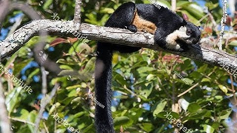 Tiếng Sóc đen gọi bầy | Sóc côn đảo | không tạp âm chuẩn 100%