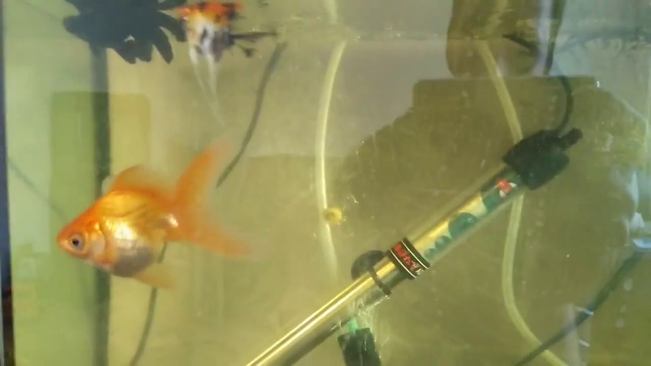 Лечение манки, ихтиофтириоз у аквариумных рыбок. Болезни аквариумных ...