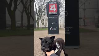 Senior Deaf Dog’s Big Day Out 🐾💙 | TV Feature + Treats &amp; Strolls