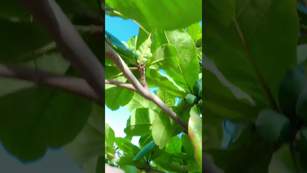 ek aur mil gaya (mehnat ka phal) 