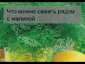 Что можно сажать рядом с малиной