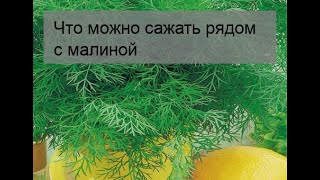 Что можно сажать рядом с малиной