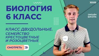 Класс Двудольные. Видеоурок 25. Биология 6 класс