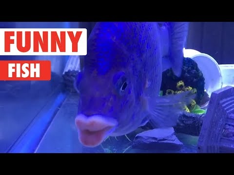 funny-fish