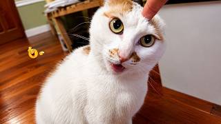 Funny Cats Acting Weird 😂😹 Best Funny Cat Compilation 2026