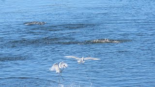 Egrets And Jumping Fish