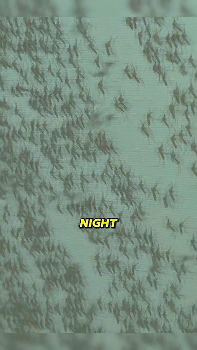 millions of mosquitoes