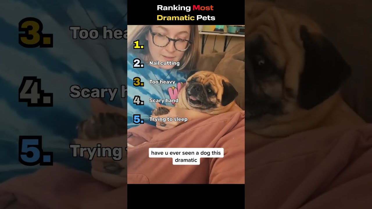 Most Dramatic Pets😂😂