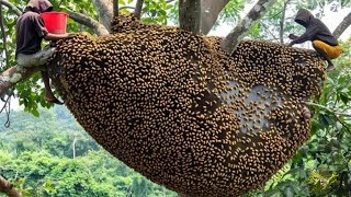 Unbelievable Secrets of Catching Giant Honey Bees with Ancient Forest Skills
