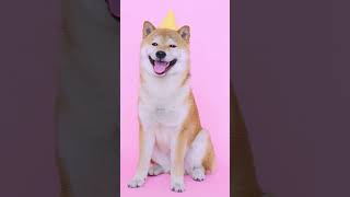 Cute dog  roztomilý pes ( AkitaInu ) zábavná hudba  funny music [ 4K ]