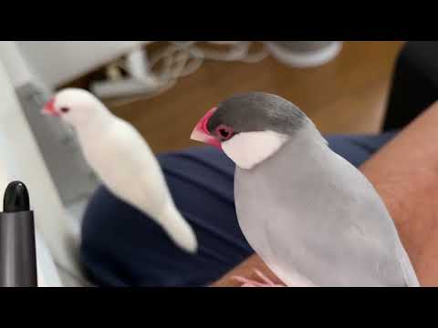 こうなると仕事にならない　文鳥文ちゃんと風ちゃん　Javasparrow