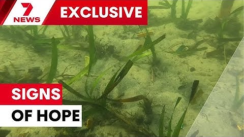 Scientists have hope of saving a critically endangered native seagrass | 7NEWS