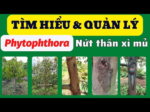 Video: Cách chuyển tiền không hoa hồng: phương thức chuyển tiền, hệ thống, mô tả