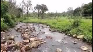 Mancing gokil ada penampakan kumis lele
