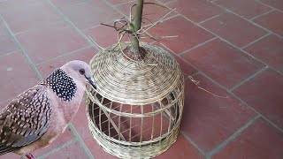 Làm lồng chim cu gáy. ( making bamboo bird cage )