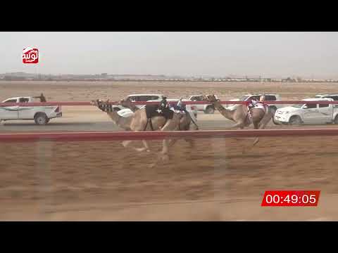الشوط 20 النادر ل عبدالله الصغير الفزاري 2 10 مهرجان العين للهجن 2025 7 4 فطامين سويحان