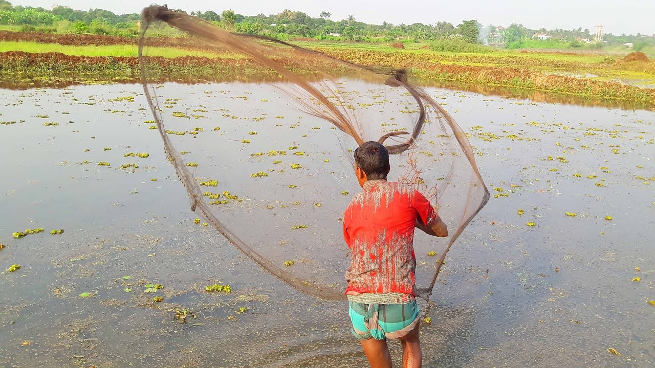 Net Fishing | Catching Tiny Fish By Cast Net | Fishing In The Village