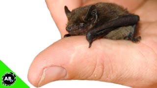 Smallest Bat in the World! The Conservation Files  Ep. 6 : AnimalBytesTV